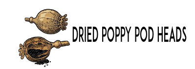 Dried Poppy Pod Heads